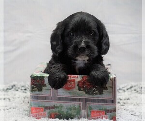 Labradoodle-Poodle (Miniature) Mix Puppy for sale in FREDERICKSBG, OH, USA