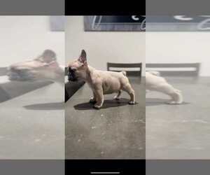 French Bulldog Puppy for sale in MORENO VALLEY, CA, USA