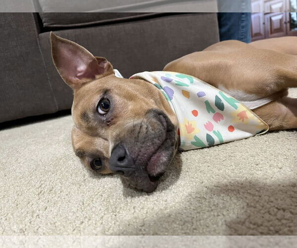 Medium Photo #5 Bullboxer Pit Puppy For Sale in Spring Lake, NJ, USA