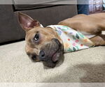Small #4 Bullboxer Pit