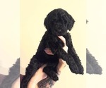 Puppy Yellow Goldendoodle (Miniature)