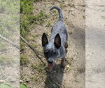Small #1 Mutt