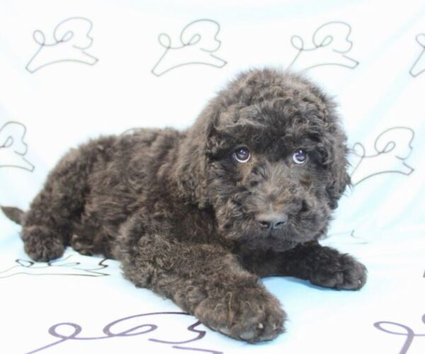 Medium Photo #11 Goldendoodle Puppy For Sale in LAS VEGAS, NV, USA