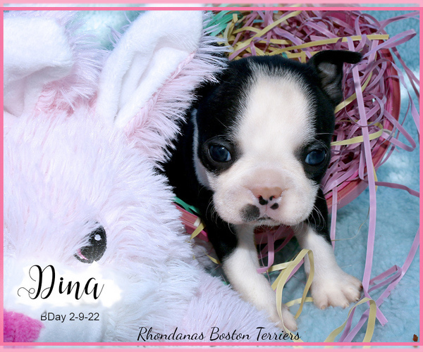 Medium Photo #2 Boston Terrier Puppy For Sale in MOSELLE, MS, USA