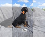 Small #1 Doberman Pinscher