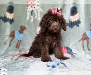 Cavapoo (Miniature) Puppy for sale in LAKELAND, FL, USA