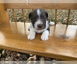 Small Photo #1 Schnauzer (Miniature) Puppy For Sale in NIANGUA, MO, USA
