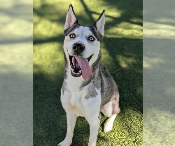 Medium Photo #2 Siberian Husky-Unknown Mix Puppy For Sale in Downey, CA, USA