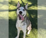 Small Photo #2 Siberian Husky-Unknown Mix Puppy For Sale in Downey, CA, USA