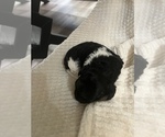 Small Photo #3 Aussiedoodle Miniature  Puppy For Sale in GRANDVIEW, TX, USA