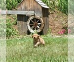 Small #3 Golden Retriever