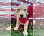 Small Photo #7 Labrador Retriever Puppy For Sale in JACKSONVILLE, FL, USA