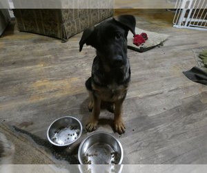 German Shepherd Dog Puppy for sale in CANASTOTA, NY, USA