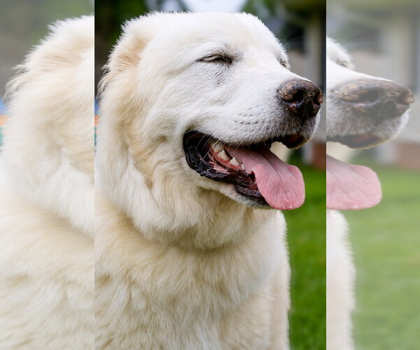 Medium Photo #4 Great Pyrenees Puppy For Sale in Greenville, SC, USA