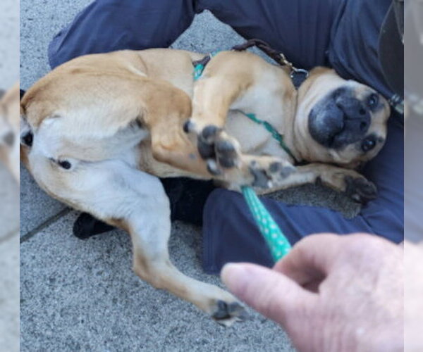 Medium Photo #8 Boxer-Unknown Mix Puppy For Sale in Ventura, CA, USA