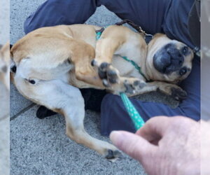 Amber - Female Boxer-Unknown Mix Dog for Adoption - Photo #8