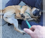 Small #7 Boxer Mix