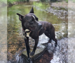 Small #12 Bulldog-Staffordshire Bull Terrier Mix