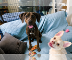 Small #2 Labrador Retriever Mix