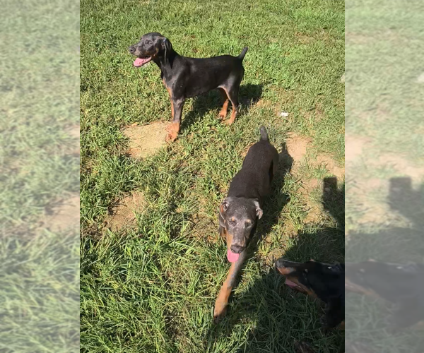 Medium Photo #10 Doberman Pinscher Puppy For Sale in KELLYTON, AL, USA