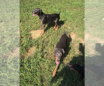 Small #9 Doberman Pinscher