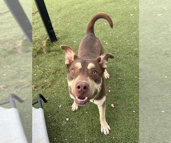 Medium Photo #1 Labrador Retriever-Unknown Mix Puppy For Sale in Pasadena, TX, USA