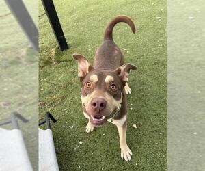 Labrador Retriever-Unknown Mix Dogs for adoption in Pasadena, TX, USA