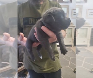 Medium Cane Corso