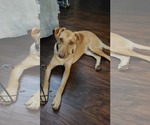 Small #5 American Pit Bull Terrier-Labrador Retriever Mix