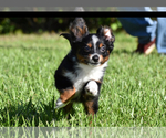 Small #8 Miniature Australian Shepherd