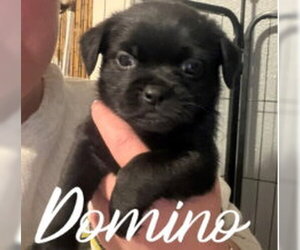 Boston Terrier-Unknown Mix Dogs for adoption in Grafton, WI, USA