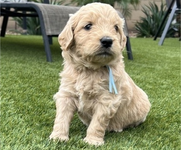 Medium Photo #15 Goldendoodle Puppy For Sale in PHOENIX, AZ, USA