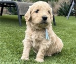 Small #14 Goldendoodle