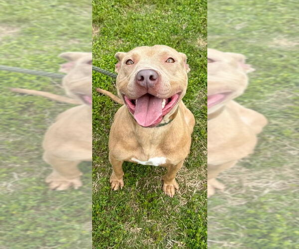 Medium Photo #1 American Staffordshire Terrier-Staffordshire Bull Terrier Mix Puppy For Sale in Brewster, NY, USA