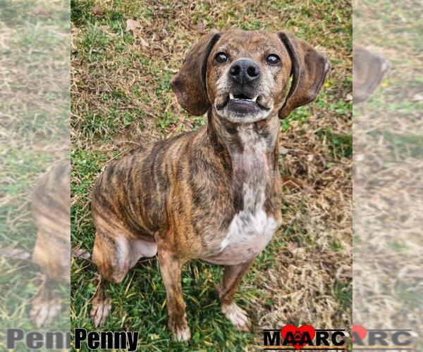 Medium Photo #3 Plott Hound Puppy For Sale in Maryville, TN, USA