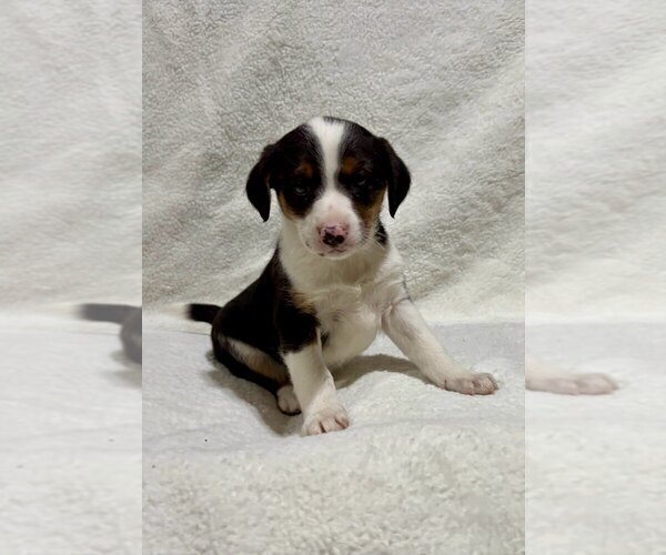 Medium Photo #2 Beagle Puppy For Sale in FAIR HAVEN, MI, USA