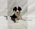 Small Photo #2 Beagle Puppy For Sale in FAIR HAVEN, MI, USA