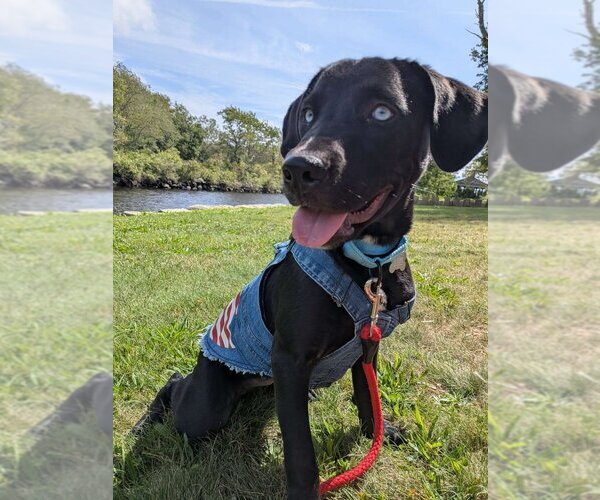 Medium Photo #5 Labrador Retriever-Unknown Mix Puppy For Sale in Boston, MA, USA