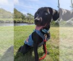 Small Photo #5 Labrador Retriever-Unknown Mix Puppy For Sale in Boston, MA, USA