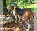 Small Photo #4 Treeing Walker Coonhound Puppy For Sale in Greenville, SC, USA