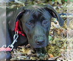Small #4 Labrador Retriever Mix