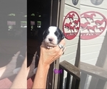 Puppy Large kiss girl Great Bernese