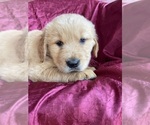 Small Photo #15 Golden Retriever Puppy For Sale in WESTMINSTER, SC, USA