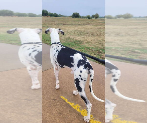 Medium Photo #3 Great Dane Puppy For Sale in Bullard, TX, USA