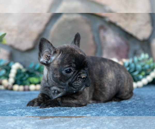 Medium Photo #1 French Bulldog Puppy For Sale in MILLERSBURG, OH, USA