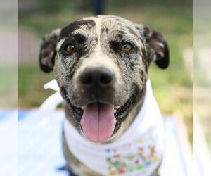 American Staffordshire Terrier-Unknown Mix Dogs for adoption in San Antonio, TX, USA