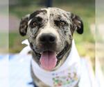 Small American Staffordshire Terrier Mix