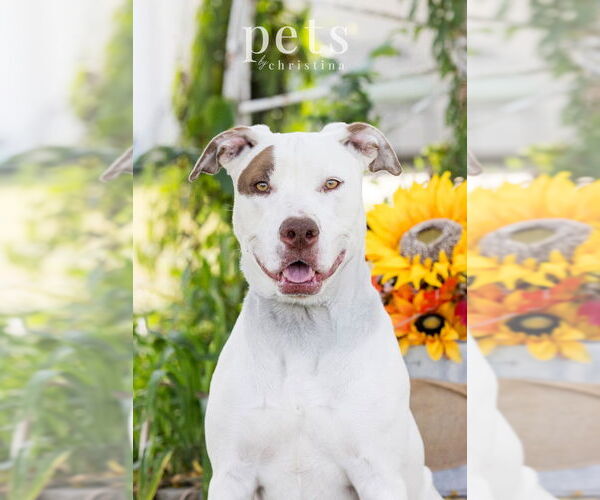 Medium Photo #19 American Staffordshire Terrier-Unknown Mix Puppy For Sale in Foristell, MO, USA