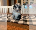 Small Photo #4 F2 Aussiedoodle Puppy For Sale in ELIZABETHTON, TN, USA