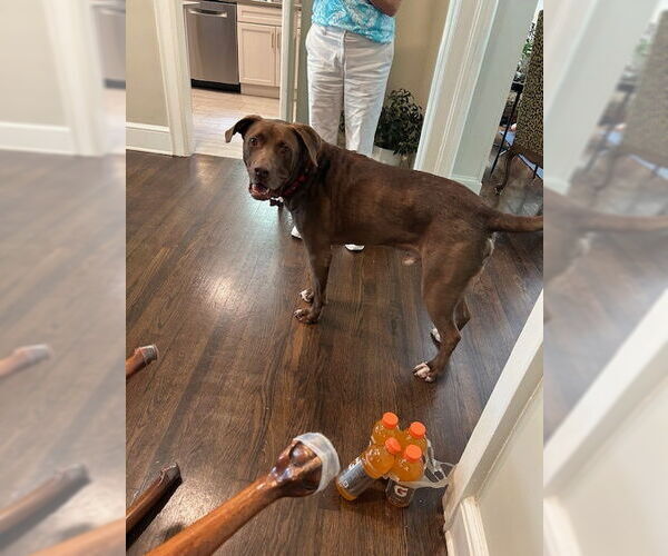 Medium Photo #6 Chocolate Labrador retriever-Great Dane Mix Puppy For Sale in Atlanta, GA, USA